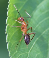 Camponotus inaequalis