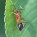 Camponotus inaequalis - Photo (c) edanko, algunos derechos reservados (CC BY), uploaded by edanko
