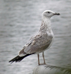Larus cachinnans