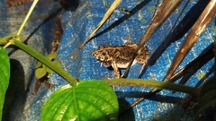 Fejervarya cancrivora