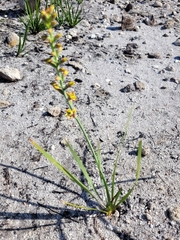 Tritoniopsis parviflora