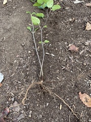 Viburnum setigerum