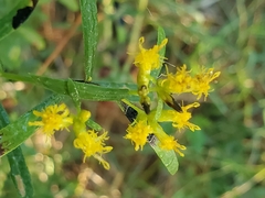 Euthamia leptocephala