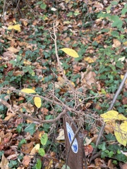 Viburnum setigerum