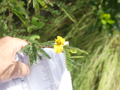Chamaecrista glandulosa