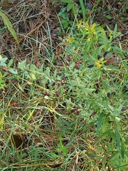 Euthamia leptocephala