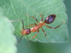 Camponotus inaequalis