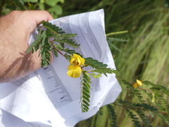 Chamaecrista glandulosa