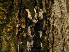 Radulomyces