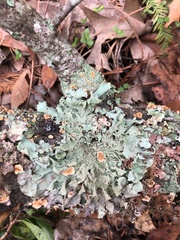 Parmotrema perforatum