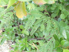 Chamaecrista glandulosa