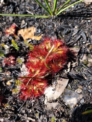 Drosera admirabilis