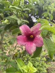 Allamanda