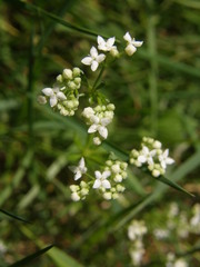 Galium saxatile