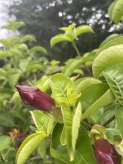 Allamanda