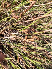 Nevillea obtusissima