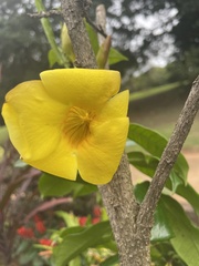 Allamanda