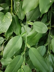 Pothos chinensis
