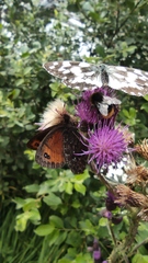 Erebia montanus