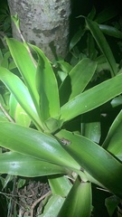 Eleutherodactylus coqui