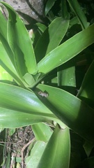 Eleutherodactylus coqui