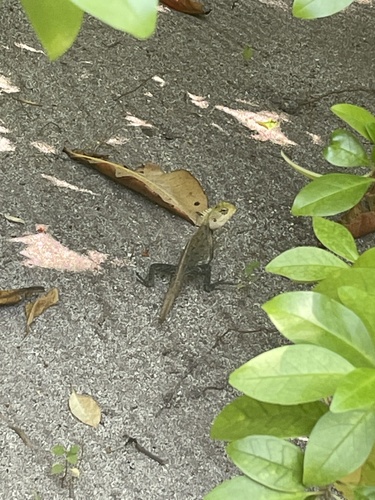 Indian Garden Lizard — seen at this dive site