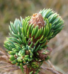 Picea abies