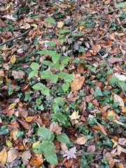 Viburnum setigerum