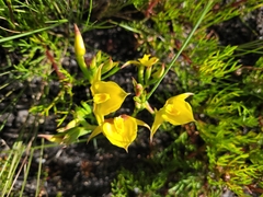 Disa tenuifolia