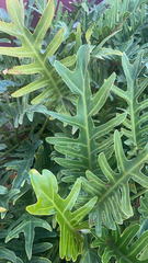 Thaumatophyllum xanadu