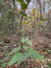 Viburnum setigerum