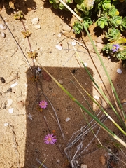 Drosanthemum candens