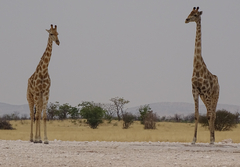 Giraffa camelopardalis angolensis