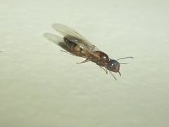 Colobopsis impressa