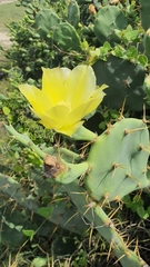 Opuntia alta