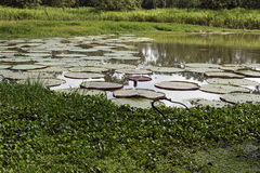 Victoria amazonica