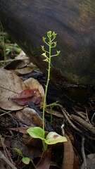 Malaxis spicata