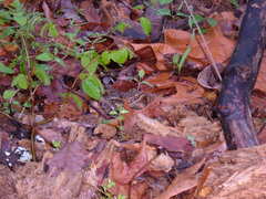 Lithobates sphenocephalus utricularius