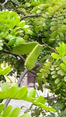 Paubrasilia echinata