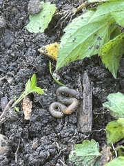 Lumbricus terrestris