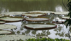 Victoria amazonica