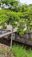 Paubrasilia echinata