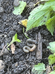 Lumbricus terrestris
