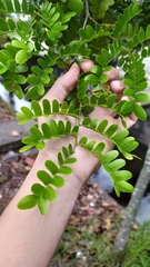 Paubrasilia echinata