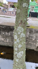 Paubrasilia echinata