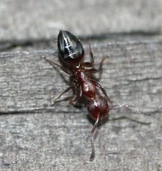 Colobopsis impressa