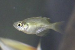 Glossolepis wanamensis