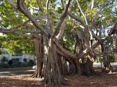 Ficus benghalensis