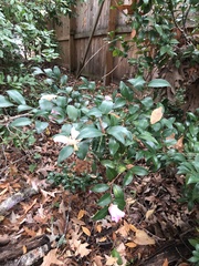 Camellia sasanqua