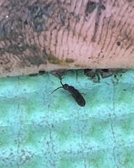 Willowsia nigromaculata